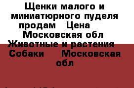 Щенки малого и миниатюрного пуделя продам › Цена ­ 1 - Московская обл. Животные и растения » Собаки   . Московская обл.